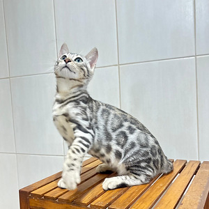 Bengali kassipojad (3 foto / 4)