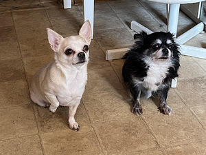 Chihuahua (1 foto / 3)