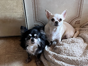 Chihuahua (2 foto / 3)