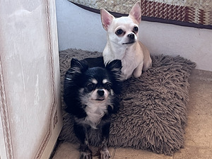 Chihuahua (3 foto / 3)