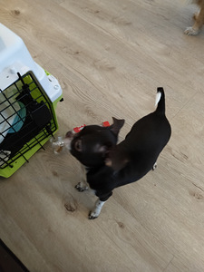 Myydään hyvään/loppuelämän kotiin, chihuahuan 2pentua. (7 valokuva sivusta 10)