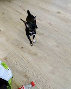 Myydään hyvään/loppuelämän kotiin, chihuahuan 2pentua. (8 valokuva sivusta 10)