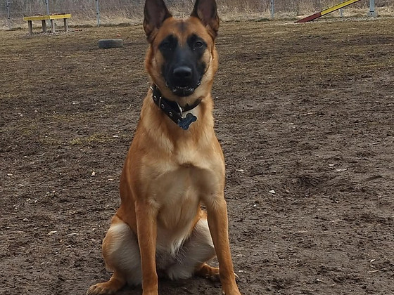 Malinois'le peigmees sügiseks