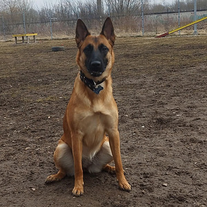 Malinois'le peigmees sügiseks (1 foto / 1)