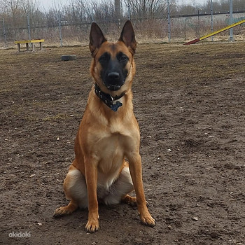 Malinois'le peigmees sügiseks
