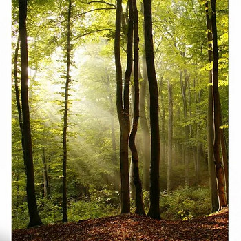 Fototapeet 225 x 250