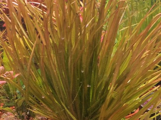 Akvaariumitaimed
