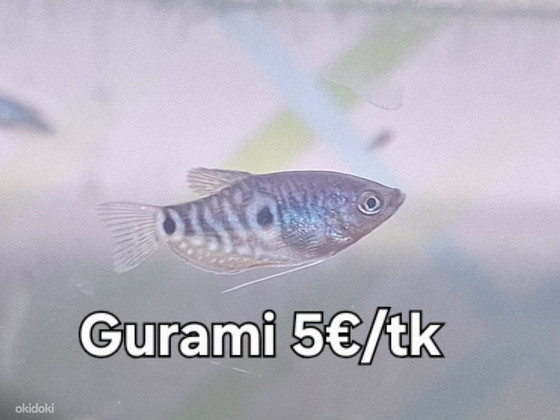 Gurami