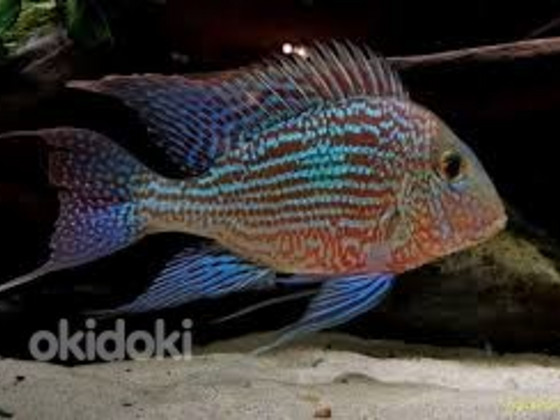 Геофагус Свени (Geophagus sveni)