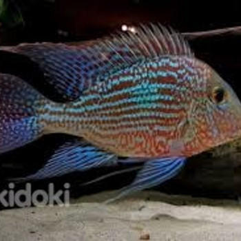 Геофагус Свени (Geophagus sveni)