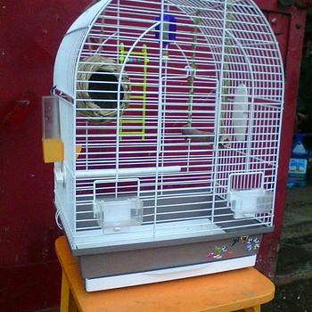 Papagoi puur
