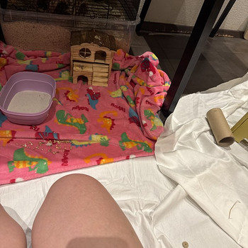 Hamster Хомяк