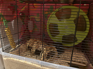Hamster Хомяк (2 фото из 2)
