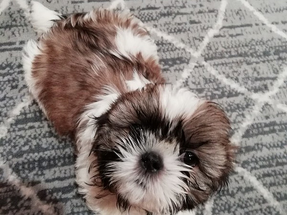 Täydelliset Shih Tzu -pennut 06.04.2026