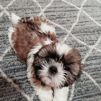 Täydelliset Shih Tzu -pennut 06.04.2026