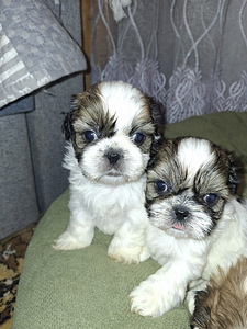 Täydelliset Shih Tzu -pennut 06.04.2026 (8 valokuva sivusta 10)