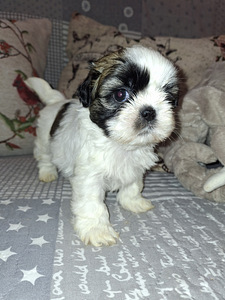 Täydelliset Shih Tzu -pennut 06.04.2026 (10 valokuva sivusta 10)