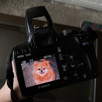 Камера. Canon. 1000D для начинающего
