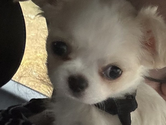 Chihuahua tyttöpentu