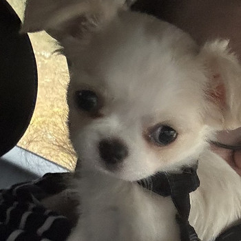 Chihuahua tyttöpentu