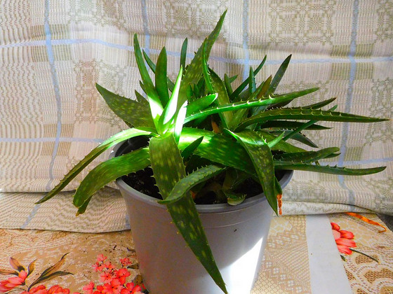 Aaloe vera