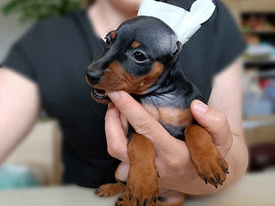 Щенки Цвергпинчера