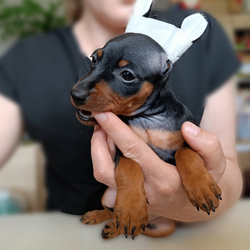 Щенки Цвергпинчера