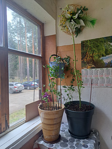 Kase tn 6, Oru, Kohtla-Järve, Ida-Virumaa (3 фото из 28)