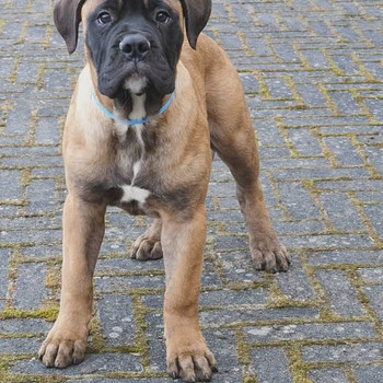 Bullmastiff