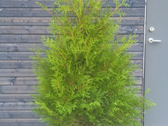 Brabant elupuu 140-160 cm