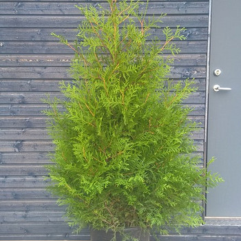 Brabant elupuu 140-160 cm