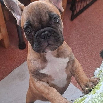 Franču buldodziņš.
