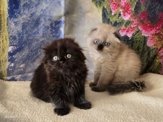 Scottish fold kissan pennut