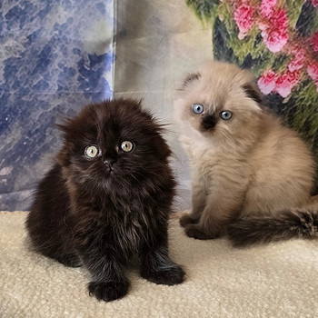 Scottish fold kissan pennut