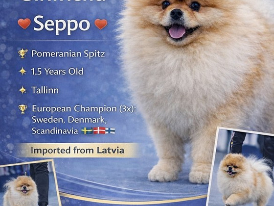 Pomeranian Spitz otsib pruuti