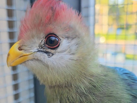 Turako