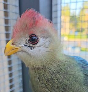 Turako (1 foto / 10)