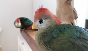 Turako (2 foto / 10)