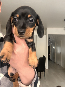 Mini Mäyräkoiran pennut (1 valokuva sivusta 3)