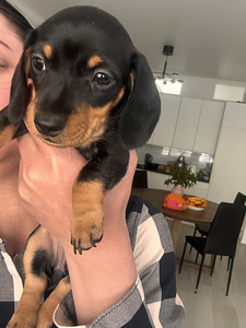 Mini Mäyräkoiran pennut (3 valokuva sivusta 3)