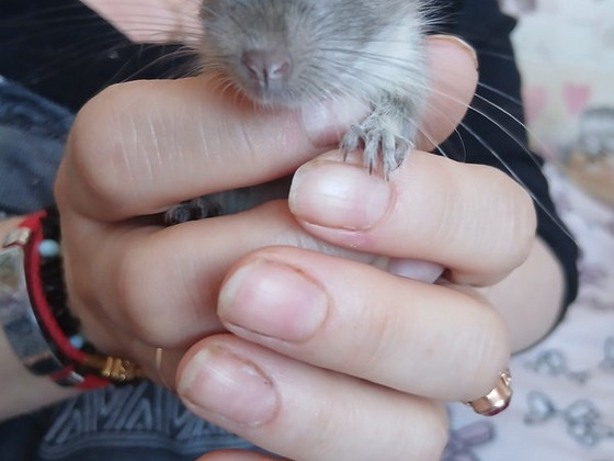 Deegu