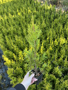 Elupuu Smaragd 30-50 cm P9 (2 foto / 4)