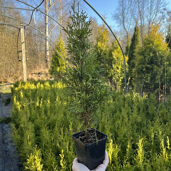 Elupuu Smaragd 30-50 cm P9