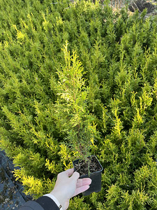 Elupuu Smaragd 30-50 cm P9 (3 foto / 4)