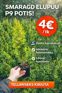Elupuu Smaragd 30-50 cm P9 (4 foto / 4)