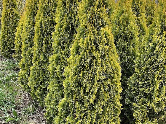 Elupuu Golden Smaragd 180-200cm