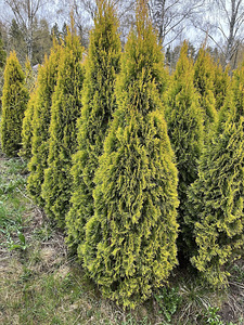 Elupuu Golden Smaragd 180-200cm (1 foto / 1)