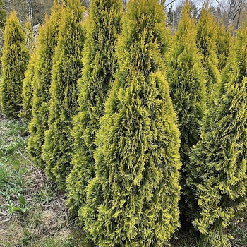 Elupuu Golden Smaragd 180-200cm