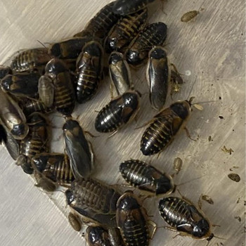 Dubia prussakad