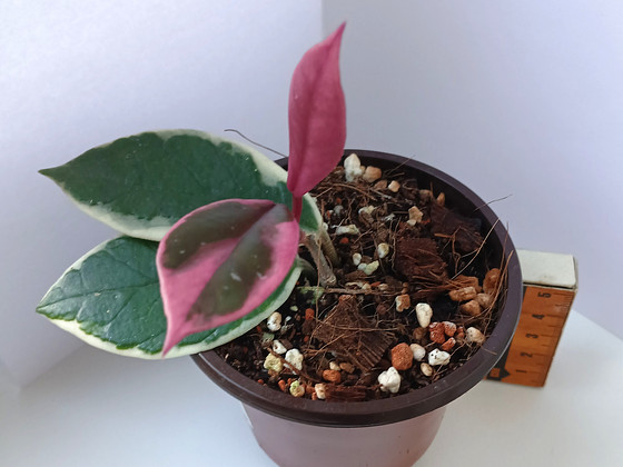Hoya